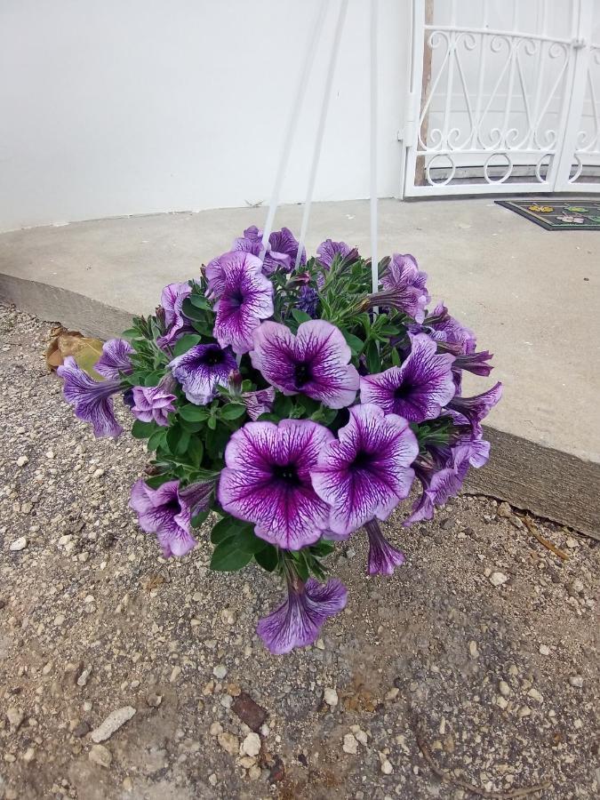 Hibiscus Siracusa Сиракуза Екстериор снимка